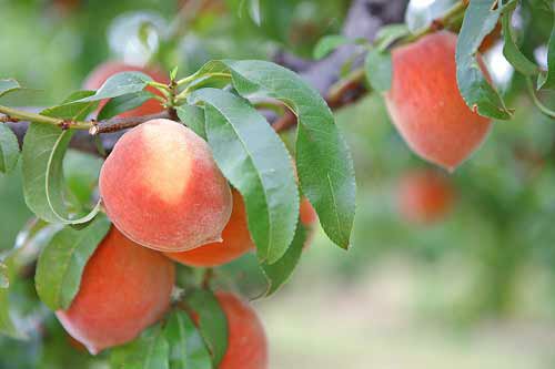 juicy pink and white peaches hanging on a tree with waxy green leaves