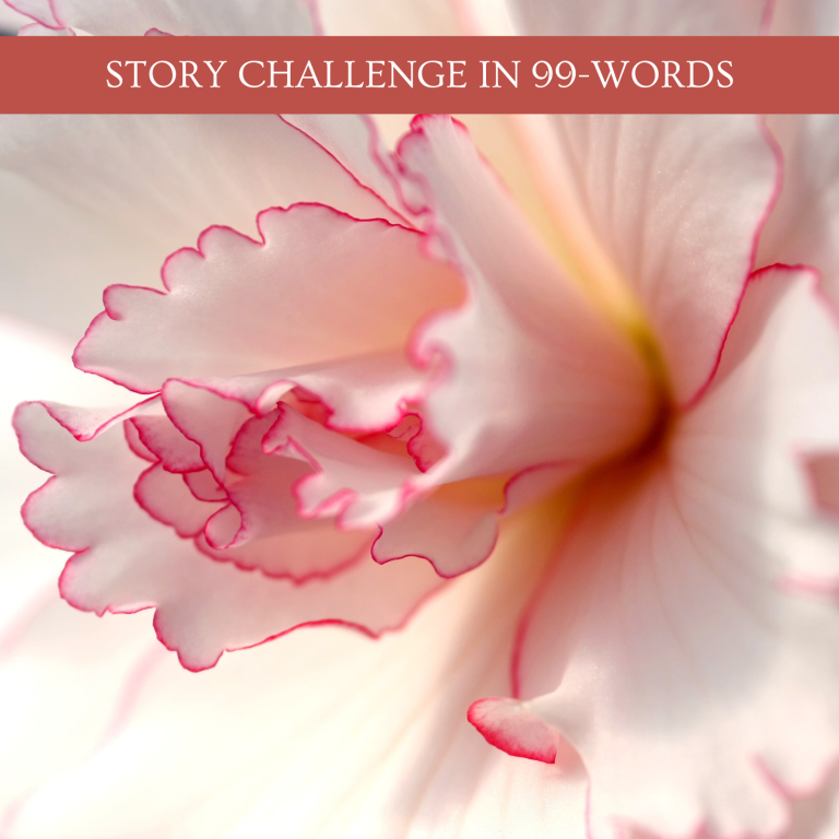 story challenge in 99-words with image of a pinkish white flower with red ruffled edges on pedals